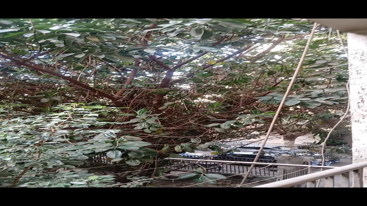 شقة للايجار قانون جديد